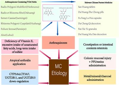 Frontiers Review on melanosis coli and anthraquinone containing